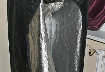 Namiot z marihuaną na Wyżynach. Ponad 270 gramów suszu