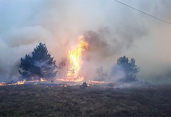 Spaliło się ponad 20 hektarów terenów leśnych [FOTOREPORTAŻ]