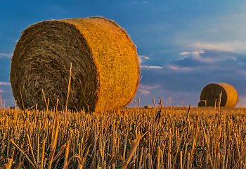 Upały nas oszczędziły [POGODA]