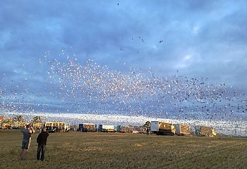 Gołębie pomogą wybudować kościół we Lwowie