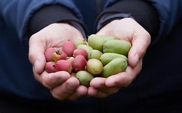 Minikiwi – co warto wiedzieć o jego walorach odżywczych i zdrowotnych