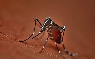 Prof. Czachorowski: komara tygrysiego w Polsce nie stwierdzono, ale może już tu być
