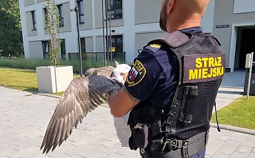 Strażnicy uwolnili młodego ptaka i odleciał