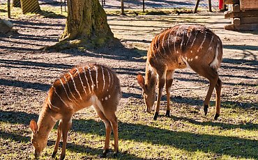 Zwierzaki w bydgoskim zoo czekają na żołędzie. Ruszyła zbiórka