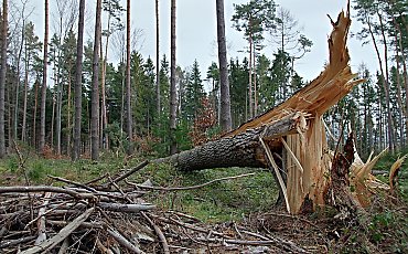 Woj. kujawsko-pomorskie, IMGW-PIB wydał ostrzeżenie pierwszego stopnia o silnym wietrze