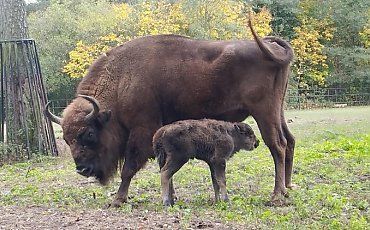 Żubrza samiczka przyszła na świat w bydgoskim zoo. Trwają wybory imienia