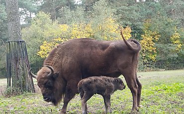 Trwają wybory imienia dla żubrzej samiczki w bydgoskim zoo