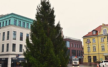 Do Bydgoszczy przyjechała bożonarodzeniowa choinka. Stanęła na Starym Rynku