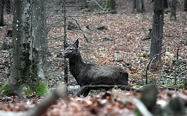 Wciąż jest ciepło [POGODA]