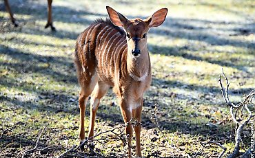 Za darmo do zoo. Prezent od Myślęcinka, a upominków będzie jeszcze więcej