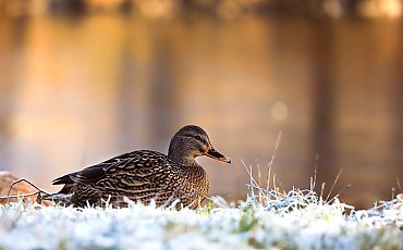 Napływa dość ciepłe atlantyckie powietrze [POGODA]