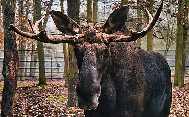 Ferie w zoo w Myślęcinku dla dzieci