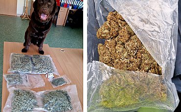 Milky wywąchał ponad 1,7 kg narkotyków! Przesyłki miały trafić do paczkomatów w całym regionie