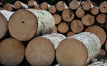 Brakuje drewna dla przemysłu! Pracodawcy biją na alarm