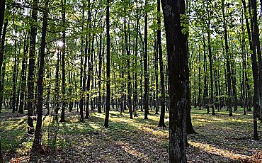 Przewaga chmur, bez większych opadów [POGODA]