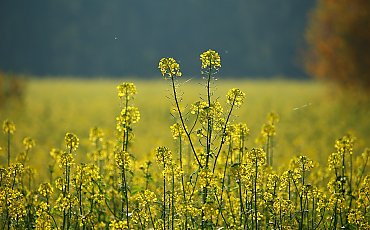 Ciepły dzień, chłodniejsze noce [POGODA]