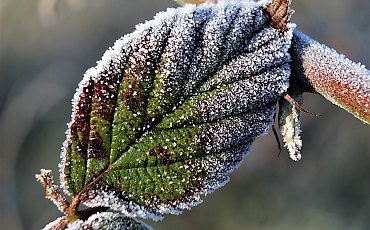 Znowu przymroziło [POGODA]