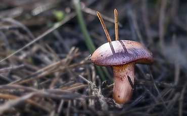 Pochmurno z przelotnym deszczem [POGODA]