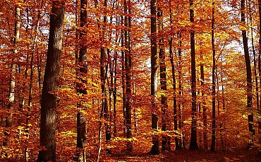 Pochmurno i chłodno, z przelotnym deszczem [POGODA]