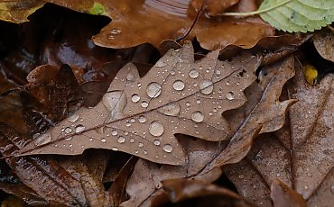 Pochmurno z przelotnym deszczem [POGODA]