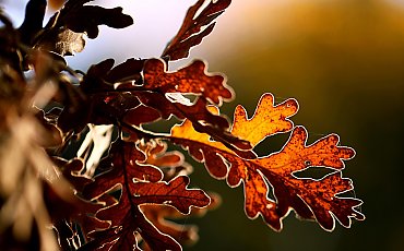 Pochmurno i wietrznie [POGODA]