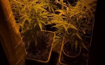 Zatrzymany 42-latek z Łęgnowa: hodował konopie, miał marihuanę!