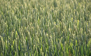 Jest zgoda państw UE na umowę z krajami Mercosur. Decyzję podjęto pomimo protestu rolników