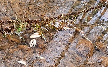Śnięte ryby w Koronowie to efekt płukania Starego Koryta Brdy - ustalili pracownicy Regionalnego Zarządu Gospodarki Wodnej w Bydgoszczy