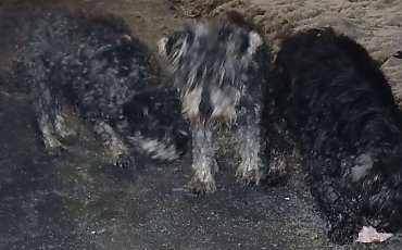 Trwa akcja łapania psów w Dobrczu. Ktoś porzucił je przy drodze!