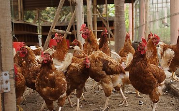 Ognisko wysoce zjadliwej grypy ptaków  na terenie gminy Koronowo! Powiatowy Lekarz Weterynarii wydał rozporządzenie