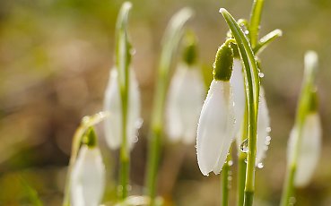 Oddech wiosny w Bydgoszczy. Kolejne dni przyniosą ocieplenie i umiarkowany wiatr [POGODA]