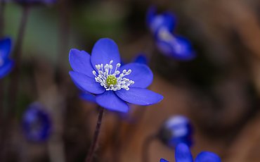Suche i ciepłe powietrze. Przejaśnienia w Bydgoszczy [POGODA]