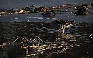 Pochmurno z przelotnym deszczem [POGODA]