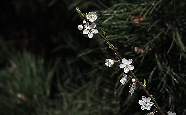 Silny wiatr i chłodna aura w Bydgoszczy [POGODA]