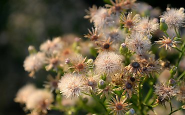 Bez opadów, chłodne noce w Bydgoszczy [POGODA]