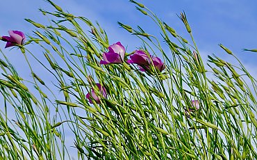 Wiatr i  zmienna pogoda [POGODA]