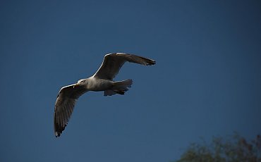 Wiatr i zmienne zachmurzenie, bez opadów [POGODA]