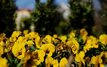 Sucho i chłodnawo, wiatr z zachodu [POGODA]