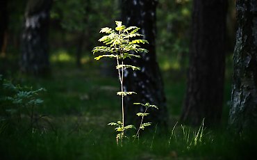 Pochmurno i chłodno, choć będą też przejaśnienia [POGODA]