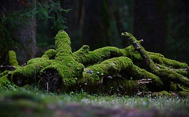 Chłodniejsze noce, umiarkowany wiatr i przelotne opady rano [POGODA]