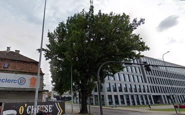 Spór o bydgoski dąb: Czy zieleń przegra z rowerami?