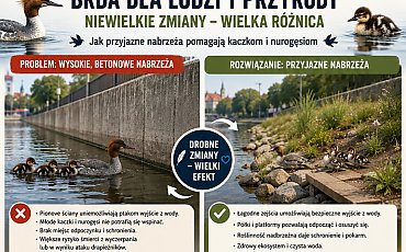 Kaczki piszą do prezydenta Bydgoszczy i apelują o łagodniejsze brzegi Brdy. Nietypowy list trafił do Ratusza