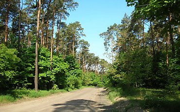Las przy Wiśniowej znów pod lupą. Mieszkańcy Miedzynia obawiają się zabudowy