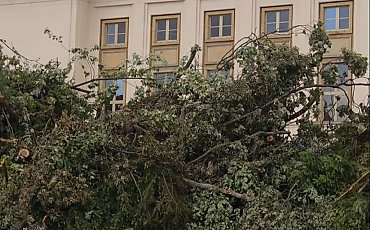 Filharmonia Pomorska bez drzew w pobliżu? Ekolodzy alarmują o wycince