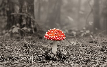 [KSIĄŻKA TYGODNIKA] Epoka, która czci naukę, gubi rozum? Pięć „toksyn” opisanych przez Tomasza Rowińskiego