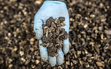Las miał ukryć zbrodnię. Archeolodzy odnaleźli setki kilogramów spalonych szczątków