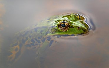 [OKIEM TYGODNIKA] Żabie udka sous vide, czyli menu rządowych pomysłów
