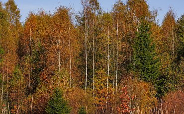 Chłodny weekend pod wpływem wyżu [POGODA]