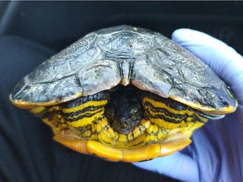 Żółw z haczykiem wędkarskim w pysku uratowany przez Straż Miejską