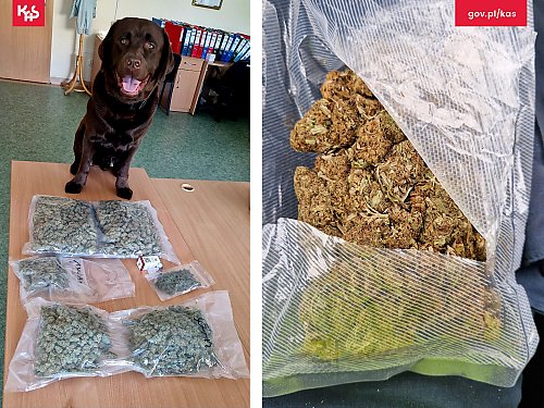 Milky wywąchał ponad 1,7 kg narkotyków! Przesyłki miały trafić do paczkomatów w całym regionie